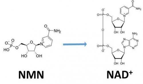 從生物學(xué)角度看NMN:為何能延緩衰老和提高免疫力？