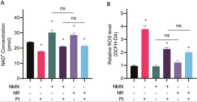 NMN and NR increase intracellular NAD + levels and decrease ROS levels in cisplatin-treated cells