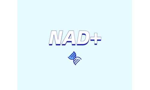 為什么要增強(qiáng)NAD+？